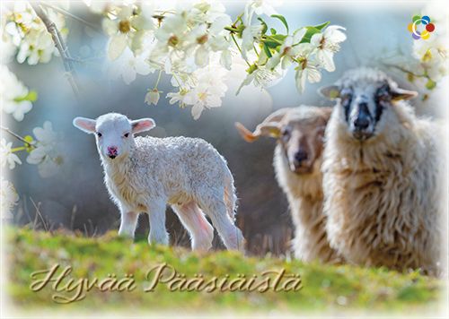 Pääsiäiskortti Suomen Syöpäpotilaat postimaksu maksettu