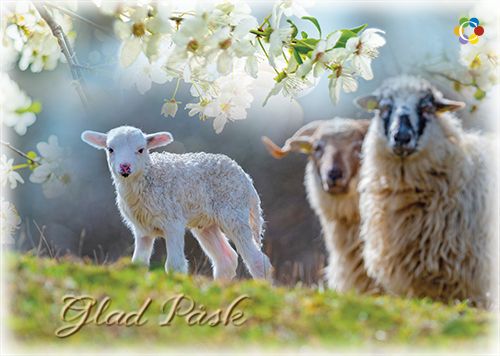 Pääsiäiskortti Suomen Syöpäpotilaat ruotsinkielinen postimaksu maksettu