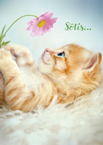 Postikortti hupi Avanti ruotsinkielinen