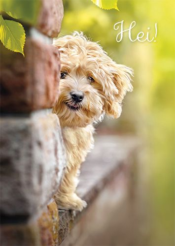 Postikortti hupi Avanti