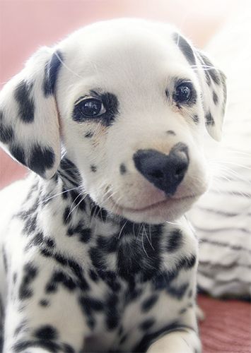 Postikortti hupi Avanti