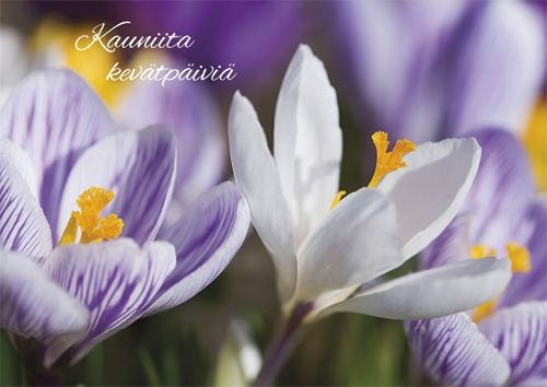 Postikortti kevät Jorma Jämsen