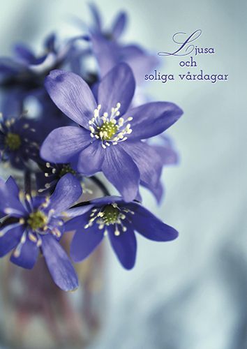 Postikortti kevät ruotsinkielinen