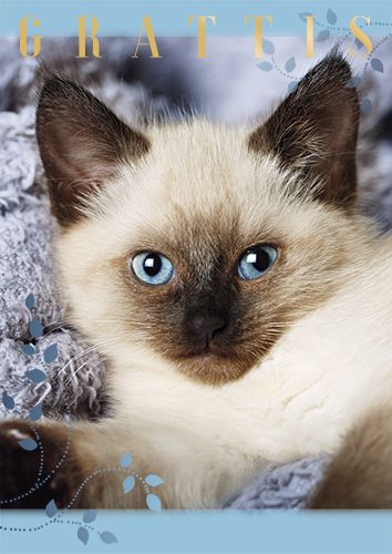 Postikortti kissa ruotsinkielinen