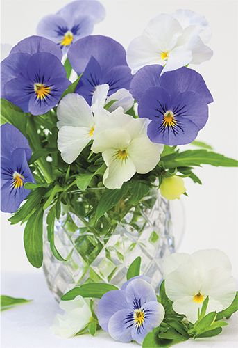 2-osainen kortti Jorma Jämsén