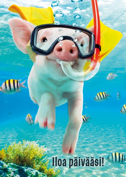 Postikortti hupi Avanti