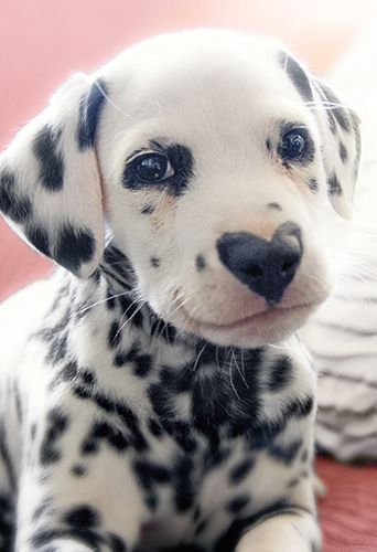 2-osainen hupikortti Avanti