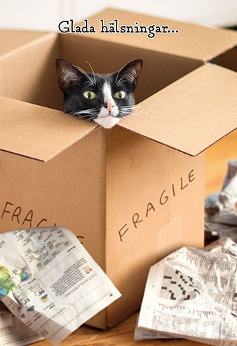 2-osainen hupikortti Avanti ruotsinkielinen