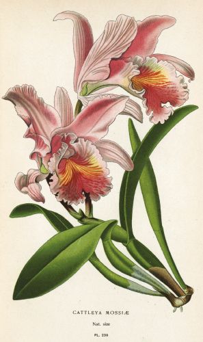 2-osainen kortti tekstitön Hallmark