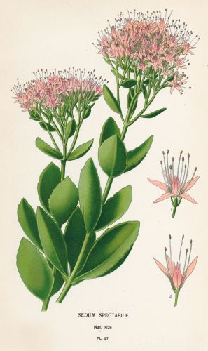 2-osainen kortti tekstitön Hallmark