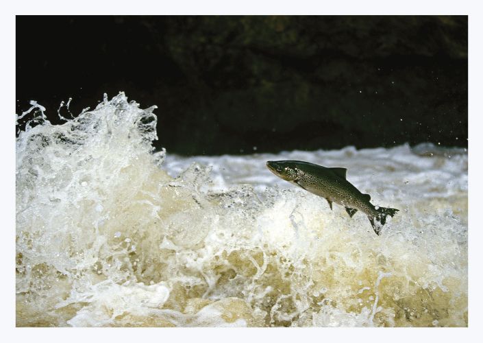 1-osainen matkailukortti