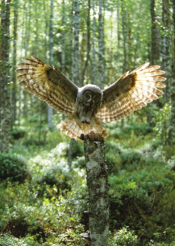 1-osainen matkailukortti