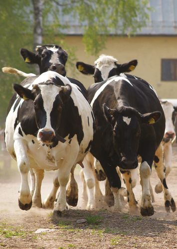 1-osainen matkailukortti