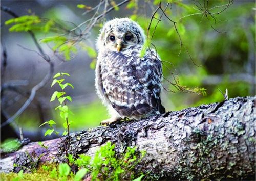 1-os luonto pöllö -22