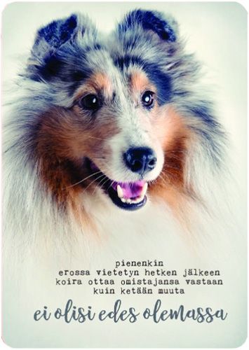 Postikortti Anna-Mari West lemmikit