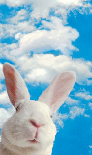 2-osainen kortti tekstitön Hallmark