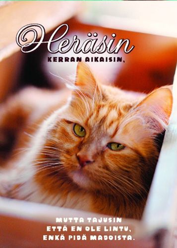 Postikortti ajatelma kissat