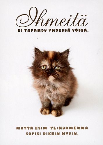 Postikortti ajatelma kissat