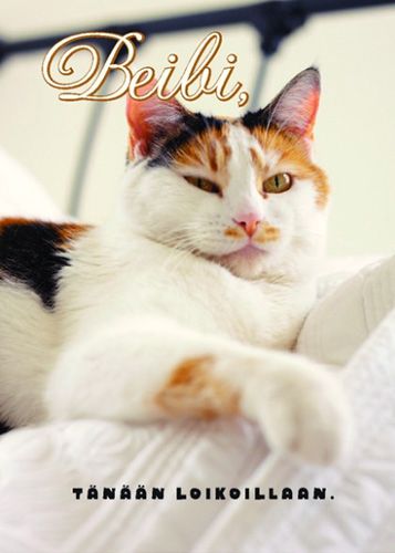 Postikortti ajatelma kissat