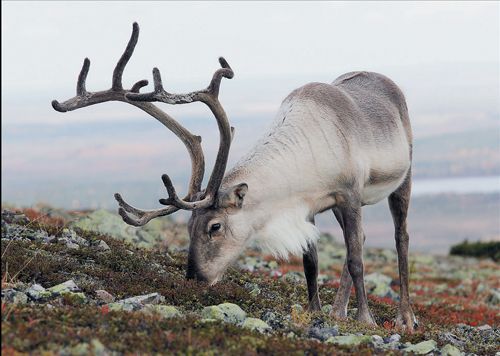 1-osainen matkailukortti