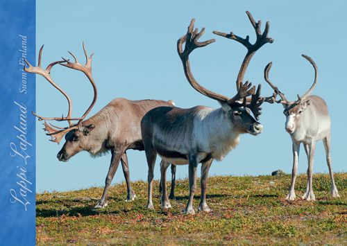 1-osainen matkailukortti