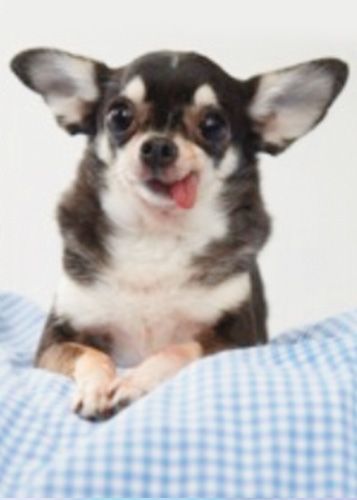 Postikortti eläin Hallmark