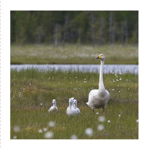 2-os neliökortti Luonto 14,5x14,5 cm