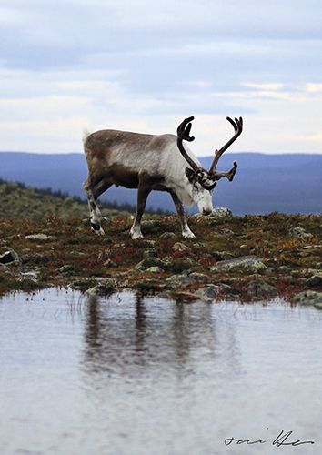 Juliste A4 Tommi Hynynen