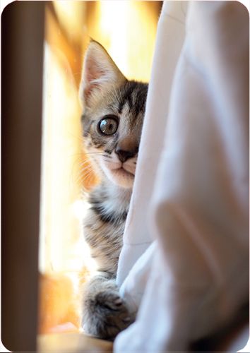 1-os kortti kissat-kissat-kissat