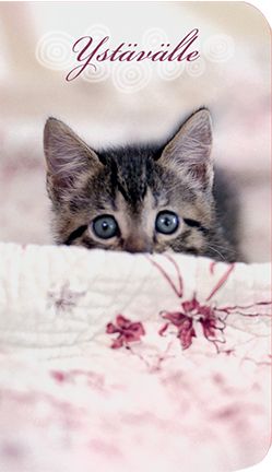 2-os kortti kissat-kissat-kissat