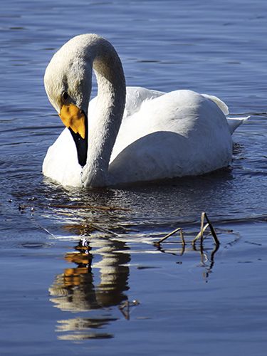 Juliste 30x40cm Joutsen