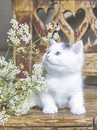 Juliste 30x40cm kissanpentu