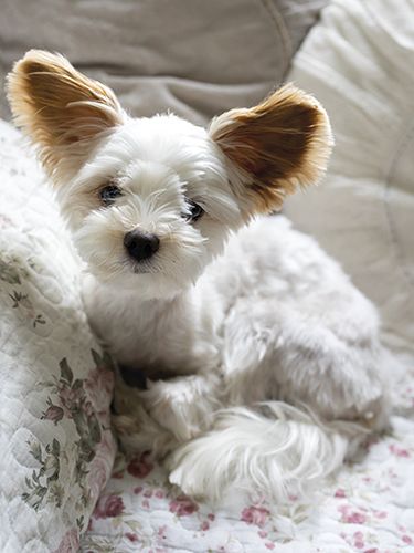 Juliste 30x40cm koira