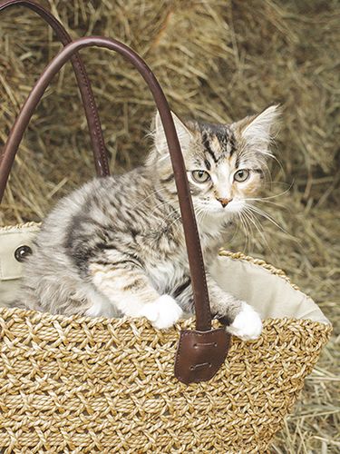 Juliste 30x40cm kissa kassissa