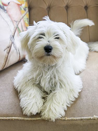 Juliste 30x40cm koiranpentu