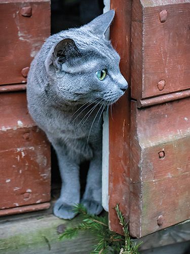 Juliste 30x40cm kissa oven raossa