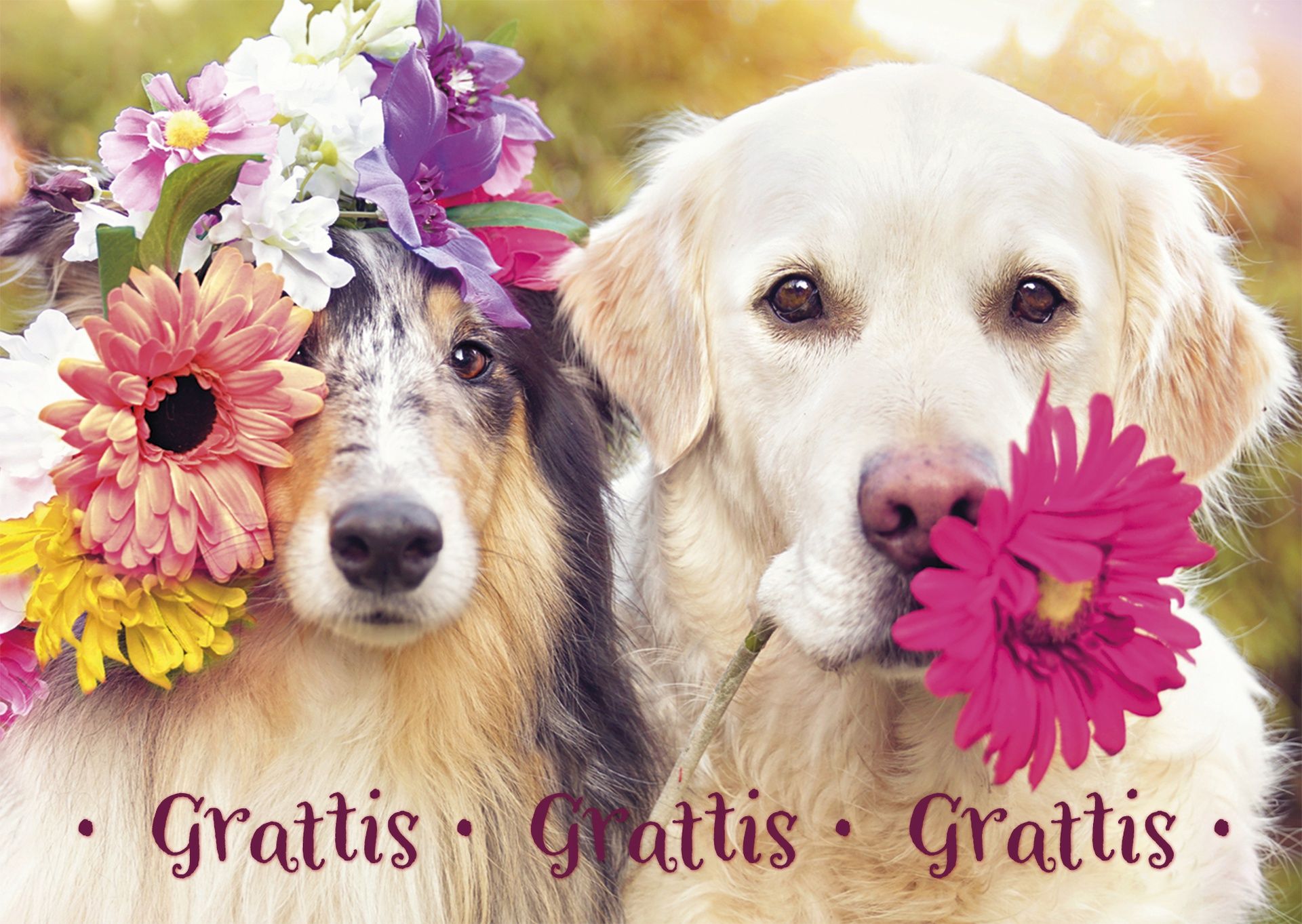 Postikortti koira ruotsinkielinen