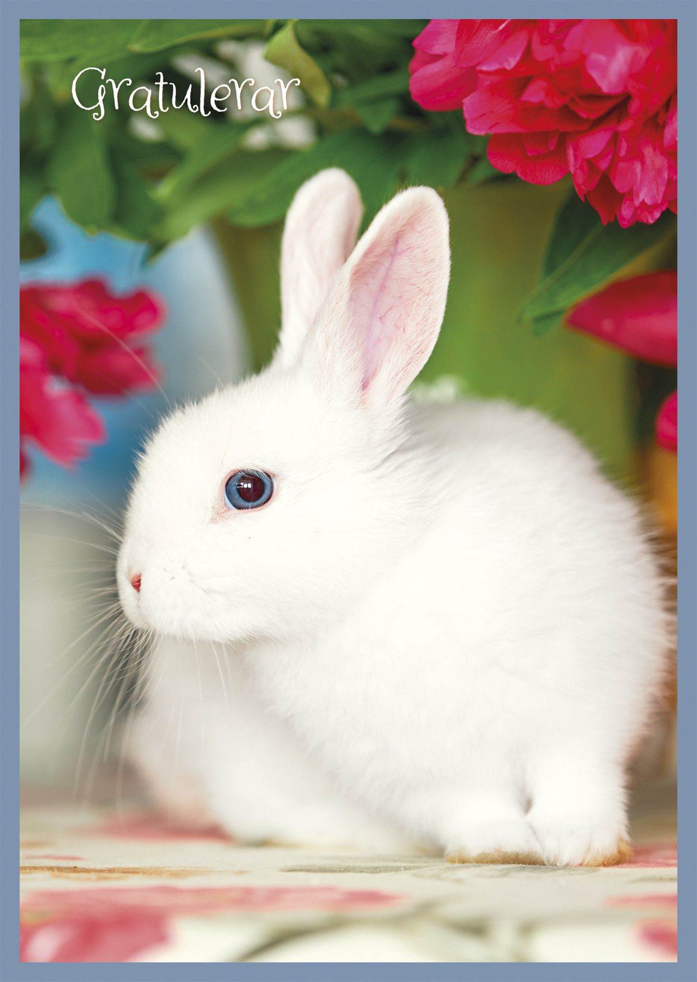 Postikortti eläin ruotsinkielinen