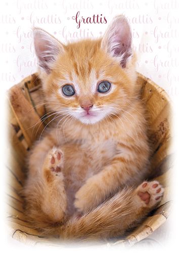 Postikortti kissa ruotsinkielinen