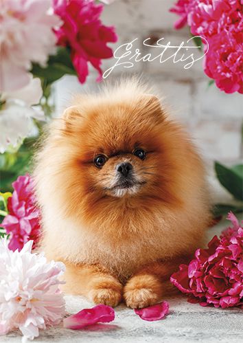 Postikortti koira ruotsinkielinen