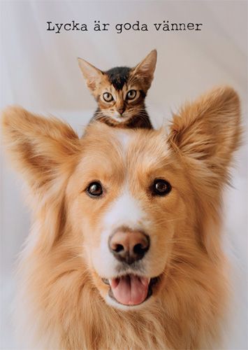 Postikortti ruotsinkielinen