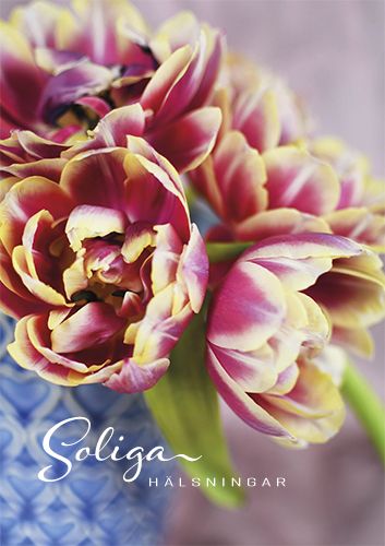 Postikortti ruotsinkielinen